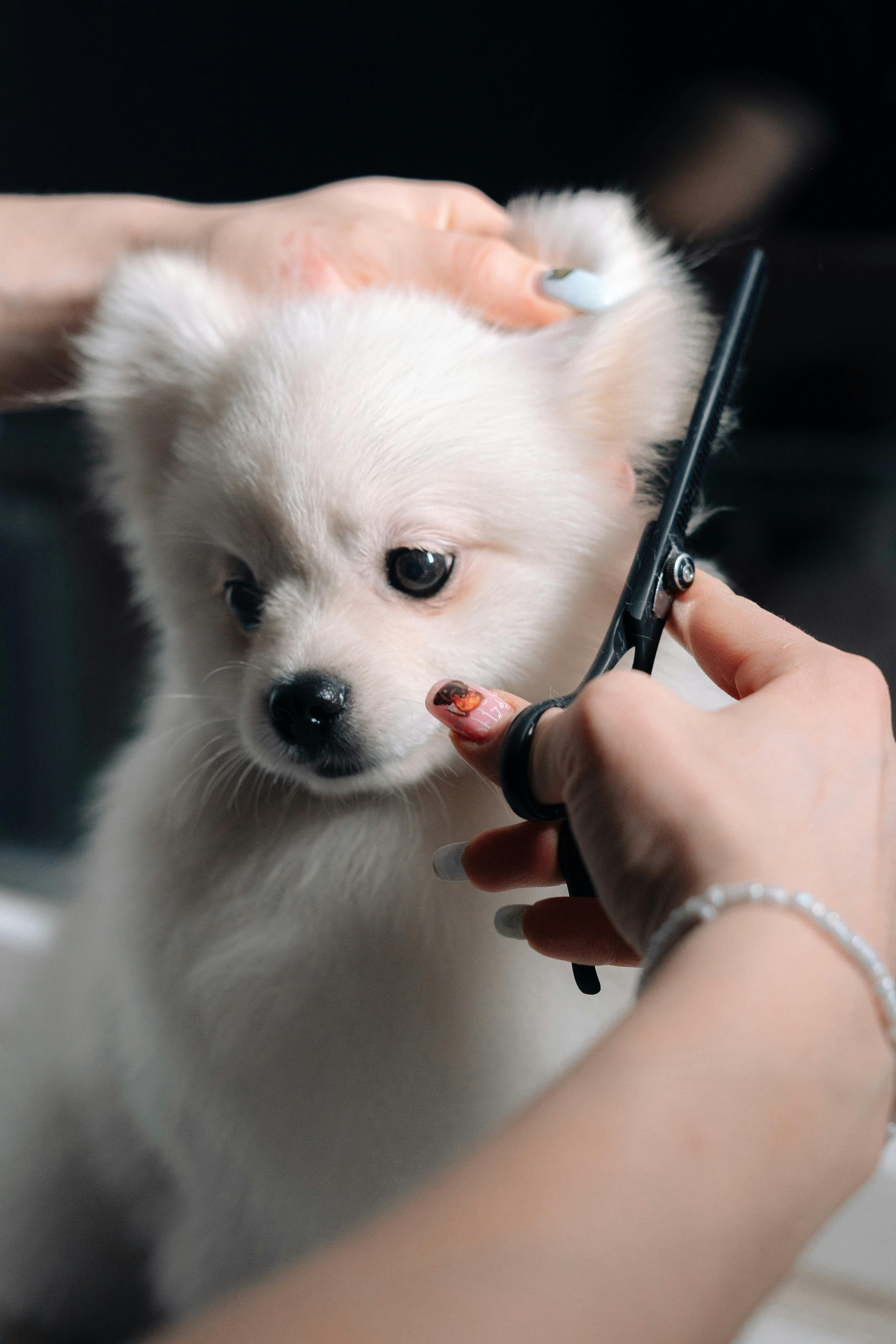 Modern professional grooming education or salon training