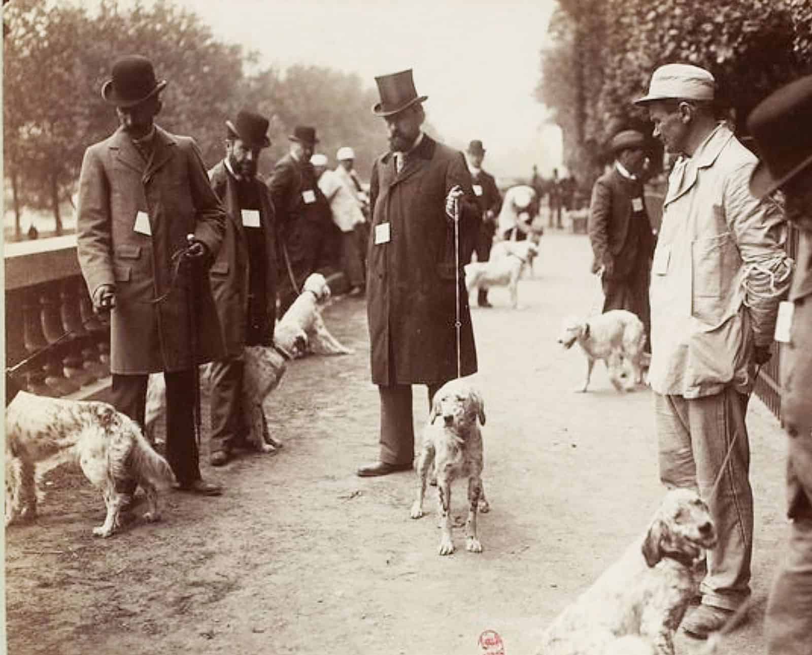 Historic dog show grooming or breed presentation