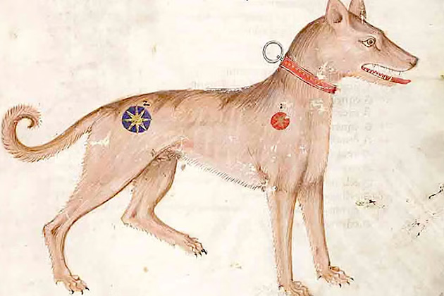 Historic working dog coat care or sporting dog grooming