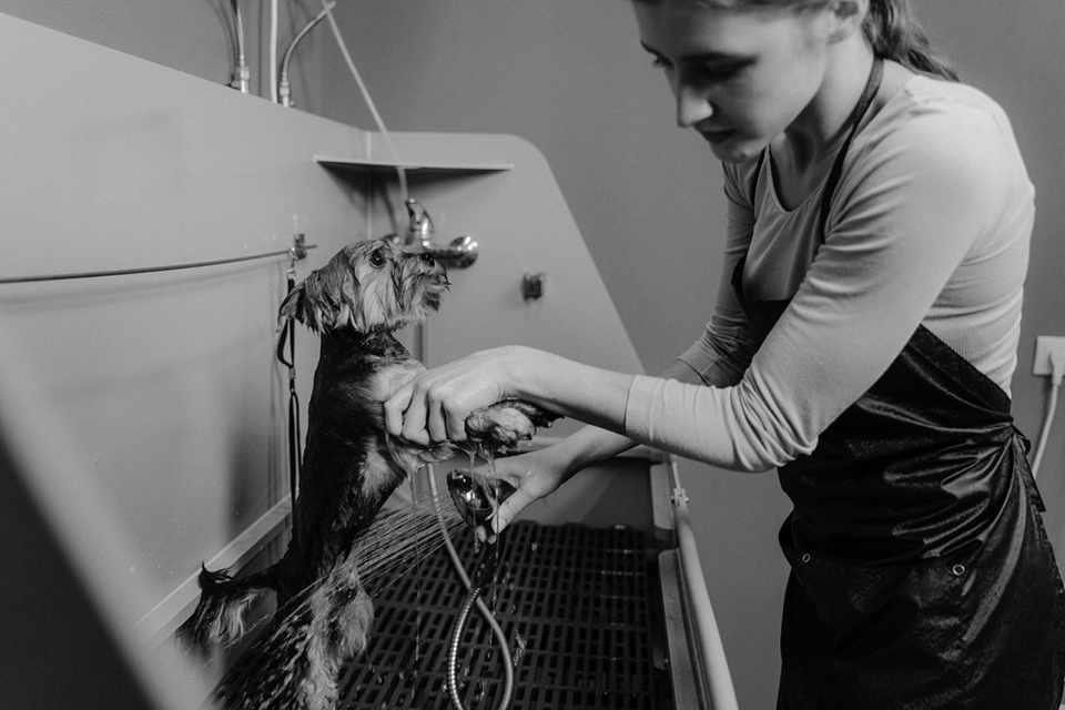 Professional pet groomer at work