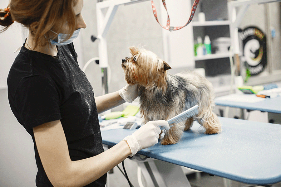 Professional groomer